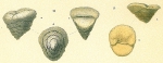 Foraminifera