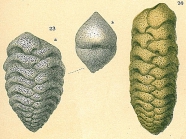 Septotextularia rugosa