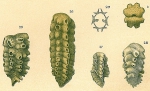 Siphoniferoides siphoniferus
