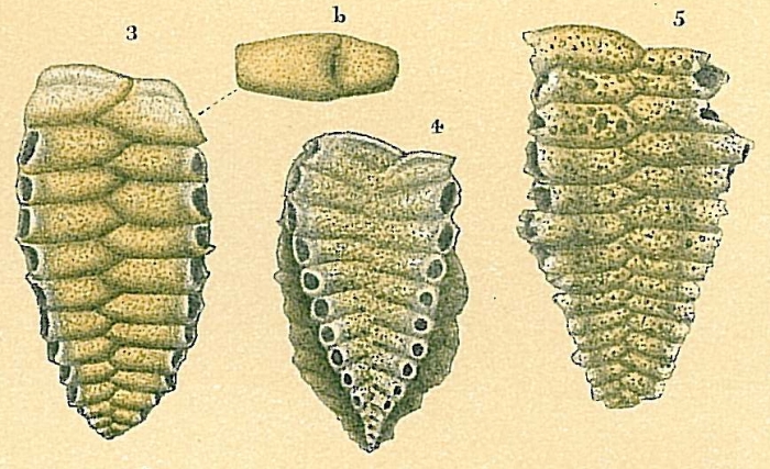 Siphoniferoides transversarius Siphoniferoides transversarius
