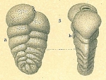 Siphotextularia philippinensis