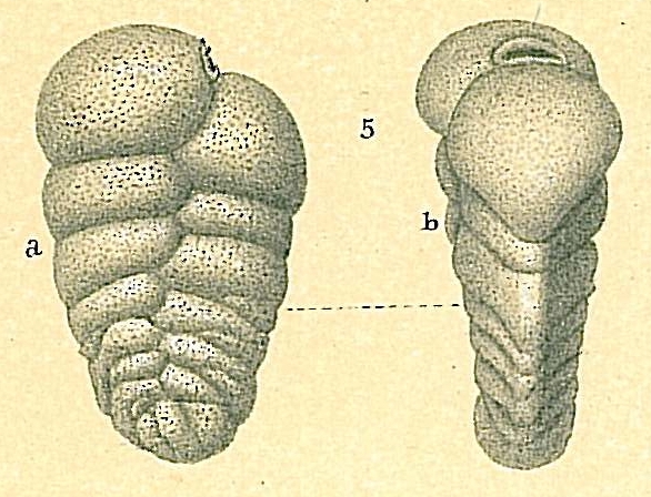 Siphotextularia philippinensis Siphotextularia philippinensis
