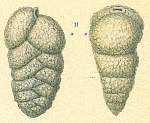 Chromista - Foraminifera (foraminifers)