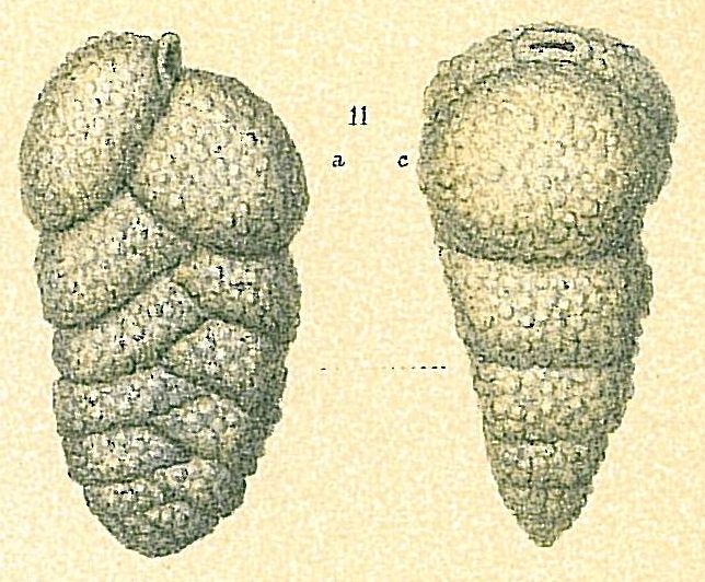 Siphotextularia rolshauseni Siphotextularia rolshauseni