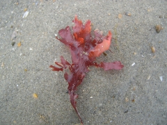 Planten