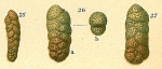 Spiroplectammina carteri Hayward, 2010