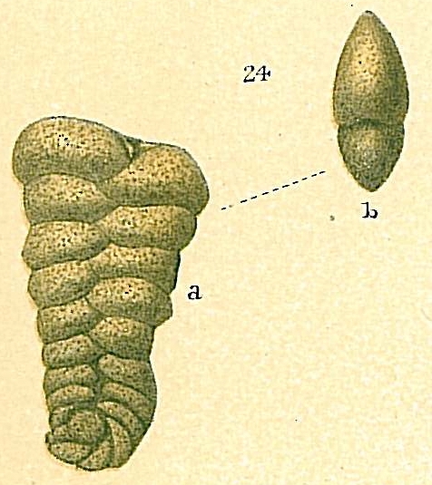 Spiroplectammina sp.nov. Spiroplectammina sp.nov.