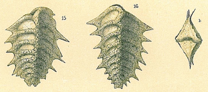 Spirorutilus carinatus Spirorutilus carinatus