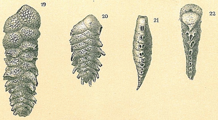 Spirotextularia fistulosa