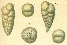 Textularia agglutinans, author: Tomas Cedhagen