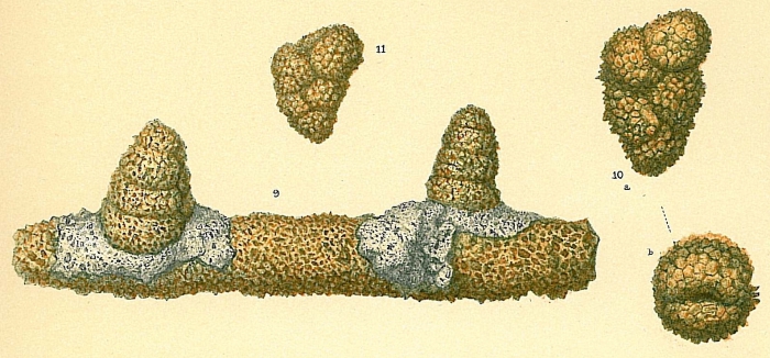 Textularia hystrix Textularia hystrix