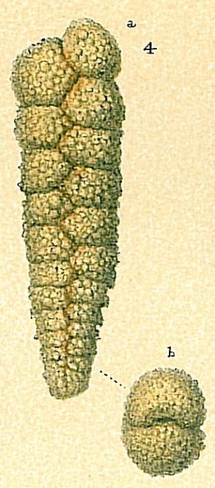 Textularia porrecta Textularia porrecta