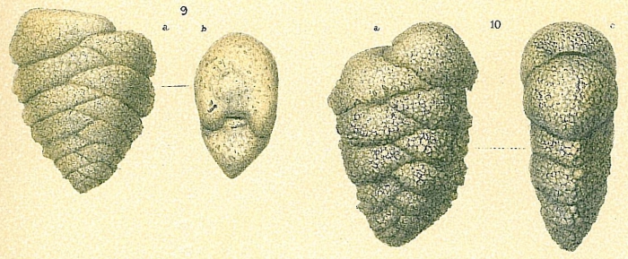 Textularia pseudogramen Textularia pseudogramen
