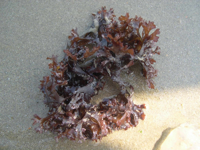 Chondrus crispus Stackhouse, 1797 Chondrus crispus Stackhouse, 1797