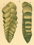 Tortoplectella crispata