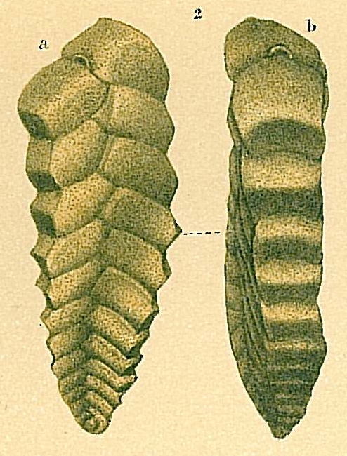 Tortoplectella crispata Tortoplectella crispata