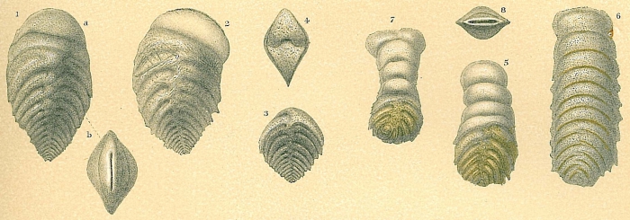 Vulvulina pennatula Vulvulina pennatula