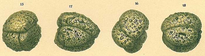 Adercotryma glomeratum Adercotryma glomeratum