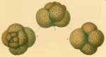 Paratrochammina challengeri