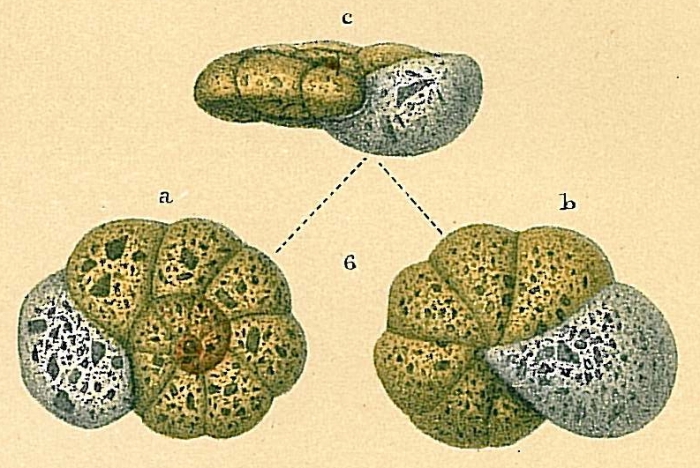 Portatrochammina bipolaris Portatrochammina bipolaris