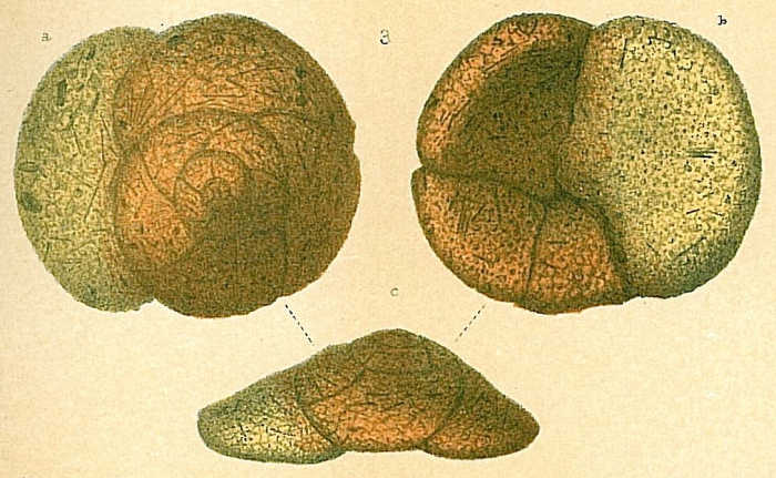 Tritaxis challengeri Tritaxis challengeri