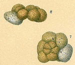 Trochammina nana