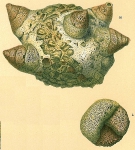 Trochamminella conica