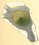 Trochamminella sp.