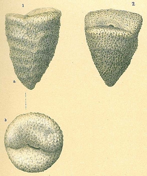 Dorothia goesi Dorothia goesi