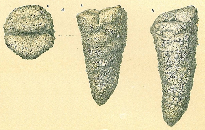 Dorothia pseudoturris Dorothia pseudoturris