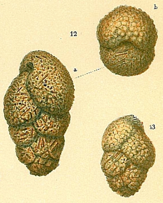 Dorothia scabra Dorothia scabra