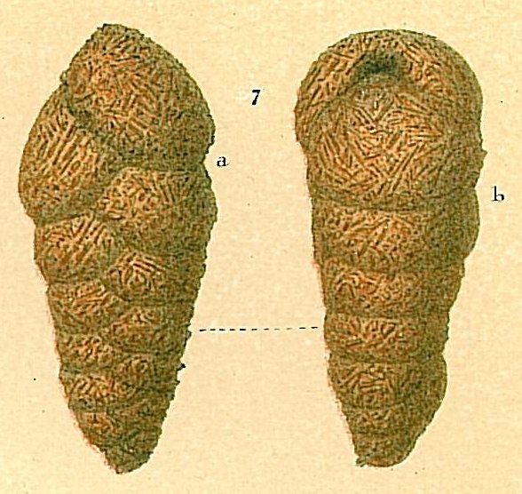 Dorothia scabra Dorothia scabra