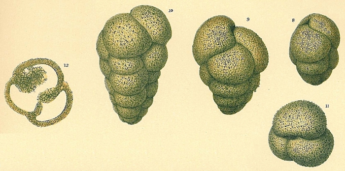 Verneuilinulla propinqua Verneuilinulla propinqua