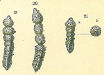 Clavulina humilis