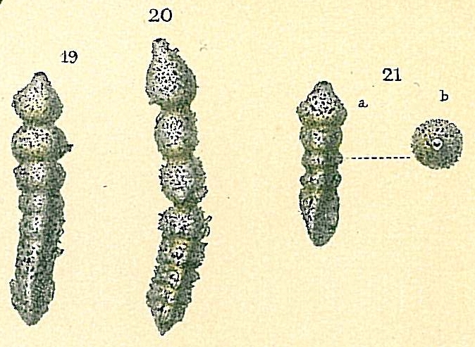 Clavulina humilis