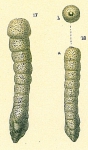 Clavulina multicamerata