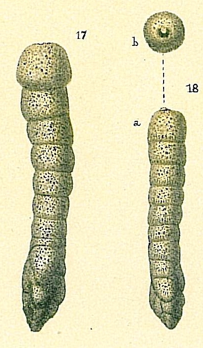 Clavulina multicamerata Clavulina multicamerata