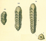 Clavulina pacifica