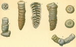 Cribrogoesella robusta