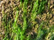 Plantae
