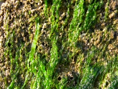 Planten