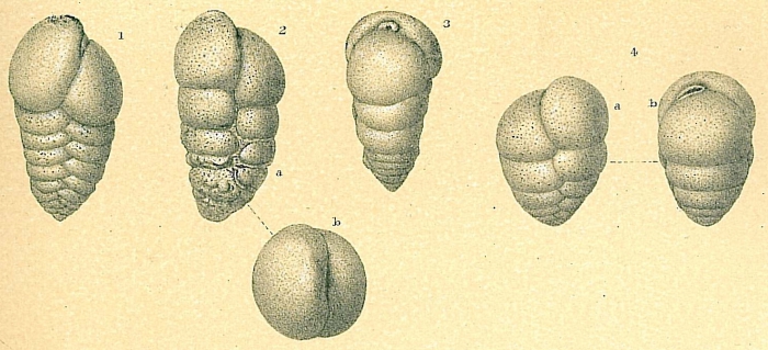 Karreriella bradyi Karreriella bradyi