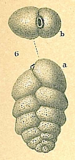 Karreriella chilostoma Karreriella chilostoma