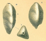 Latentoverneuilina indiscreta
