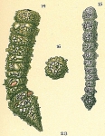 Pseudoclavulina serventyi
