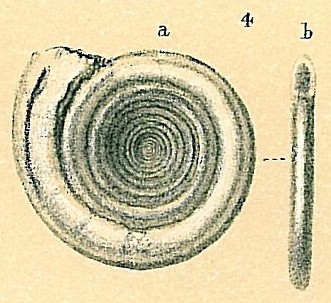 Cornuspira carinata Cornuspira carinata