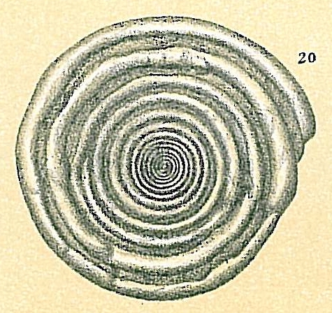Cornuspira crassisepta Cornuspira crassisepta