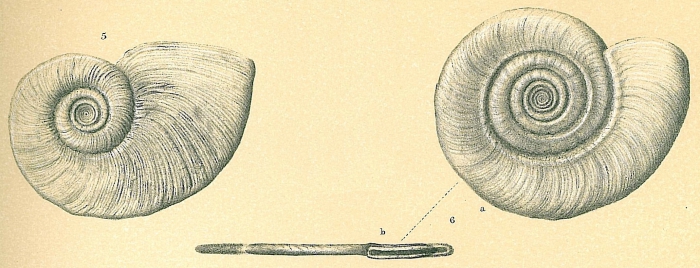 Cornuspira foliacea Cornuspira foliacea
