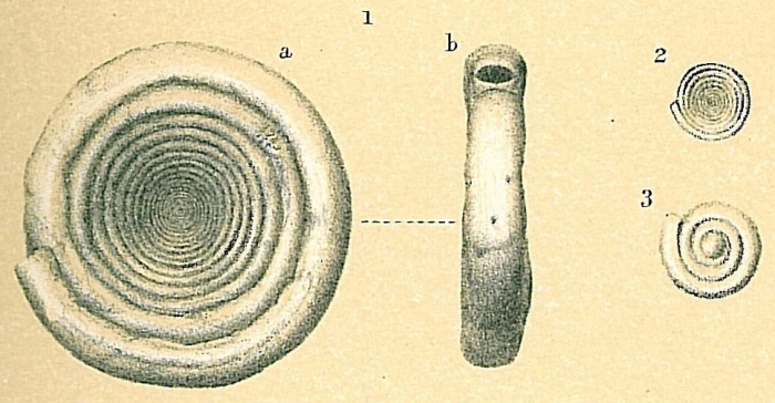 Cornuspira involvens Cornuspira involvens