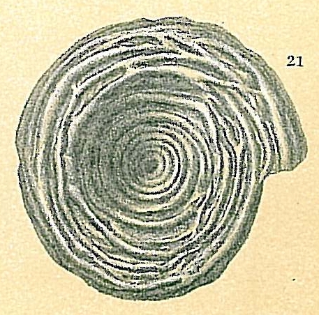 Cornuspira lacunosa Cornuspira lacunosa